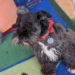 Gracie - Miniature Schnauzer
