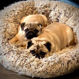 Great Pyrenees, Pekingese, and Pug Puppies from Triptych Kennels