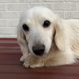 Midas - Dachshund