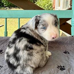 Explorer - Blue merle male Miniature Australian Shepherd puppy in Lowgap, North Carolina from Ramblin’ Rose Mini's