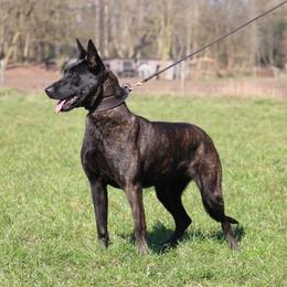 Belgian Malinois, Dutch Shepherd, and German Shepherd All Grown Up from Stay Wild K9