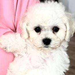 Puppy - White female Bichon Frise puppy in Greenville, South Carolina from Almaza Bichons