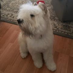 Bouvier des Flandres from Arlene Frantz