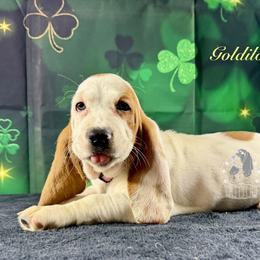 Goldilocks - Mahogany and white female Basset Hound puppy in Dingess, West Virginia from Tuckers' Howling Hounds