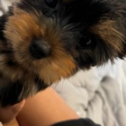 Yorkshire Terriers from Baby Liam & Remy Life