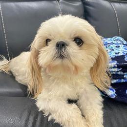 Ginger - Shih Tzu