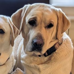 Labrador Retrievers from Green Pastures Labrador Retrievers