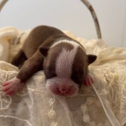 Male 1 - Seal and white male Boston Terrier puppy in Powell Butte, Oregon from RVF Boston Terriers