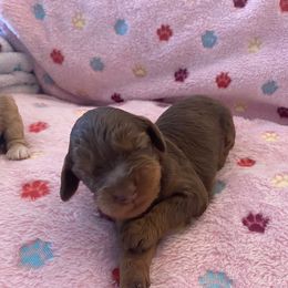 Australian Labradoodle and Double Doodle Puppies from Little Kingdom Doodles