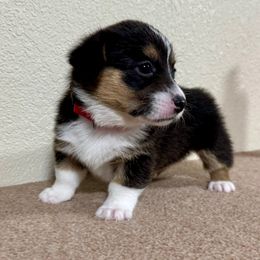 Cheeto - Black and white female American Corgi puppy in Omaha, Arkansas from DnD Corgis