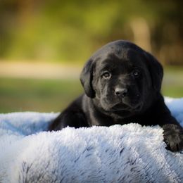Black Baby Girl 1 Cream Collar - Black female Labrador Retriever puppy in Ulman, Missouri from Landon J Farms Labrador Retrievers