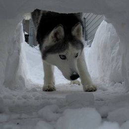Siberian Huskies from Gander Farms
