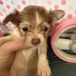 Chai - Chocolate and tan female Chihuahua puppy in Sherwood, Arkansas from Bartelt Breeders