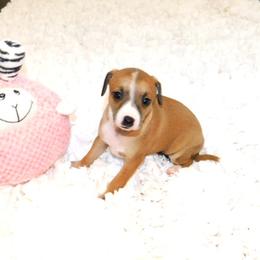 Yasmin's Female 1 - Red female Italian Greyhound puppy in Sparta Tn And Caryville Fl, Tennessee from Summerwind Kennel