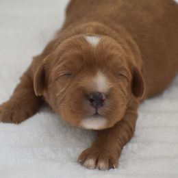 Matt - Red male Cavapoo puppy in Honey Brook, Pennsylvania from Stoltzfus Family Puppies (license number 18844)