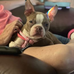Suede - Boston Terrier
