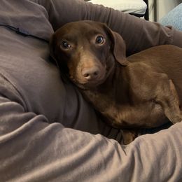 Toby - Dachshund