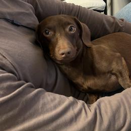 Toby - Dachshund