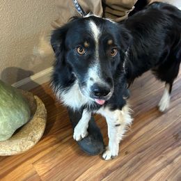 Shiloh - Black tri-color male Miniature Australian Shepherd puppy in Oroville, California from Puppy Love Ranch Mini Aussies