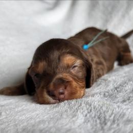 Cadbury (blue collar) - Chocolate and tan male Dachshund puppy in Anaconda, Montana from Williams Family Dachshunds