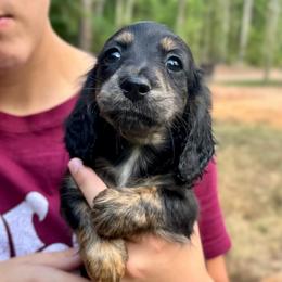 Dorothy AKC HEALTH GUARANTEE - Brindle female Dachshund puppy in El Dorado, Arkansas from LovelylilDoxies