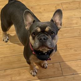 Willow - French Bulldog