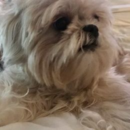 Shih Tzus from Maria Amaro's Shih Tzu Puppies