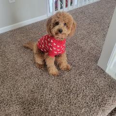 Goldendoodle All Grown Up from Henderson Farm and Home