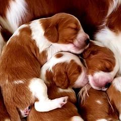 Welsh Springer Spaniel puppies from Clussexx Kennels