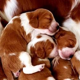 Welsh Springer Spaniel puppies from Clussexx Kennels