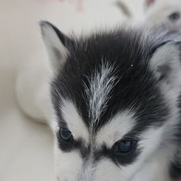 Pomsky Puppies from Peoria Pomskies