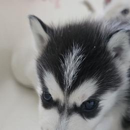Pomsky Puppies from Peoria Pomskies