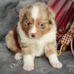 Forrest - Red merle male Australian Shepherd puppy in Ranger, Texas from Outback Mini Aussies
