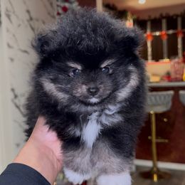 Dasher - Tri-colored male Pomeranian puppy in Los Angeles, California from AMAYSING Pups