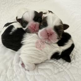 Shih Tzu Puppies from Shurbeez Shih Tzu