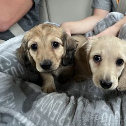 Dachshund Puppies from Lake County Cream Dachshund