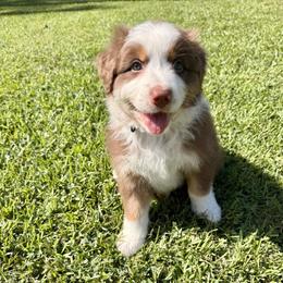 Maui - Red tri-color male Australian Shepherd puppy in Morehead City, North Carolina from Crab Point Australian Shepherds