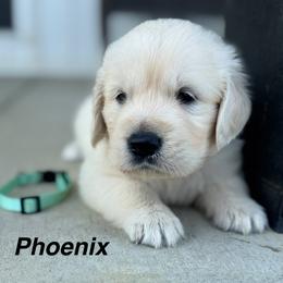 Boy 4 - Light golden male Golden Retriever puppy in Piqua, Ohio from Golden’s of Remington Fields