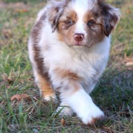 Missy   red merle female - Red merle female Australian Shepherd puppy in Cookeville, Tennessee from Spring Creek Aussies