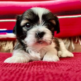 Shih Tzu Puppies from Holy City Shih Tzu