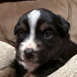 Perry - Black tri male Miniature Australian Shepherd puppy in Romney, West Virginia from South Branch Mini Aussies