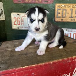 Bear - Black and white male Siberian Husky puppy in Burnsville, North Carolina from Peterson Puppies