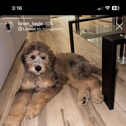 Aussiedoodle, Bernedoodle, Double Doodle, and Goldendoodle Puppies from Dandy Doodle Ranch