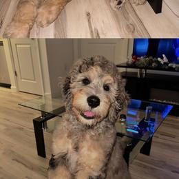 Aussiedoodle, Bernedoodle, Double Doodle, and Goldendoodle Puppies from Dandy Doodle Ranch