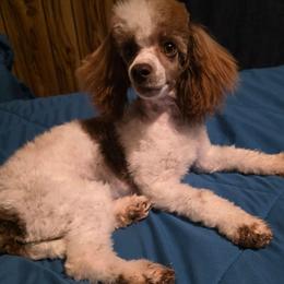 Tilly - Parti female Poodle puppy in Arkansas from Brew House