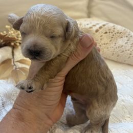 Tan boy - Brown male Poodle puppy in Rochester, New York from Mellies Miniature Poodles