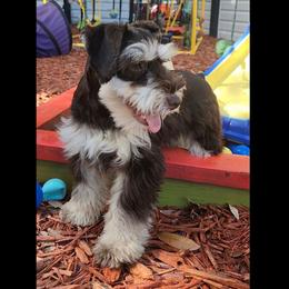Kashmir - Miniature Schnauzer