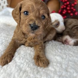 Eve - Red  female Goldendoodle puppy in Ottawa, Ohio from Simply Beautiful Goldendoodles