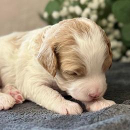 Betsy - Blenheim female Cavapoo puppy in Norton Shores, Michigan from Dune Pack Doodles and Poodles