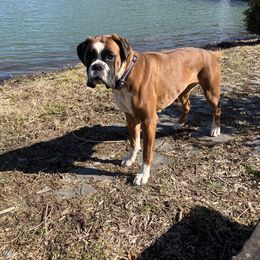 Boxer All Grown Up from Rumors of Luv Boxers